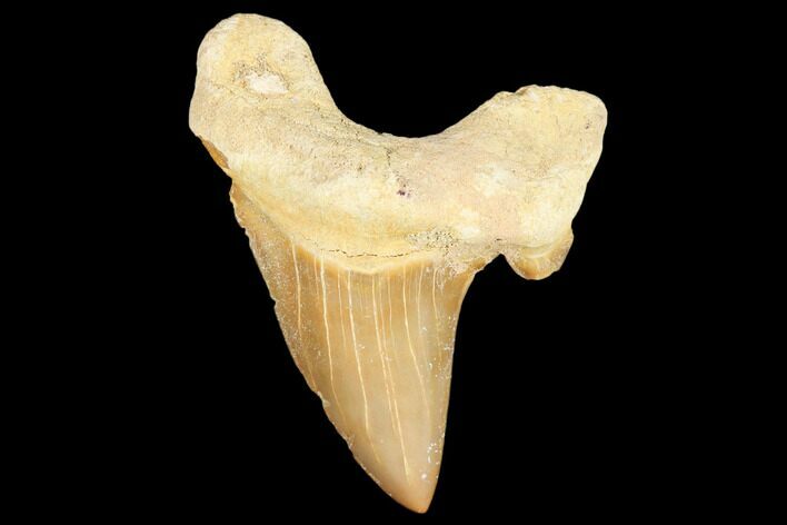 Fossil Shark Tooth (Otodus) - Morocco #103276